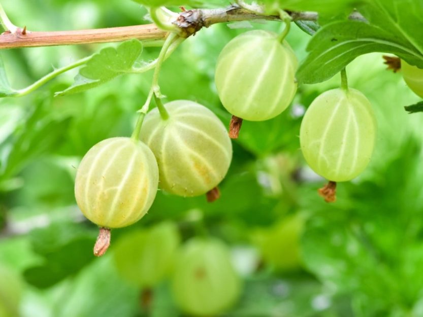 Photo of Is Gooseberry Healthy For men’s Health?