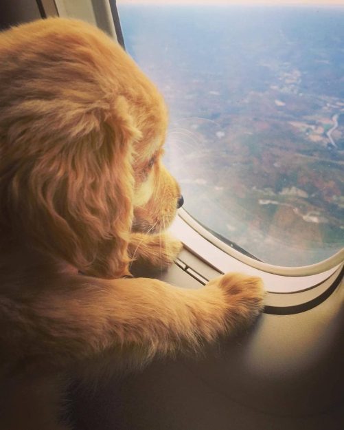 Photo of Sun Country Pet Policy: Traveling with Your Furry Friends