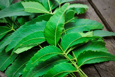 Photo of Explore the Benefits of Neem For Acne